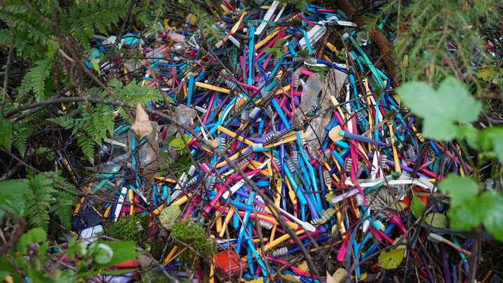 Þeir skipta þúsundum, tannburstarnir í norska skóginum.