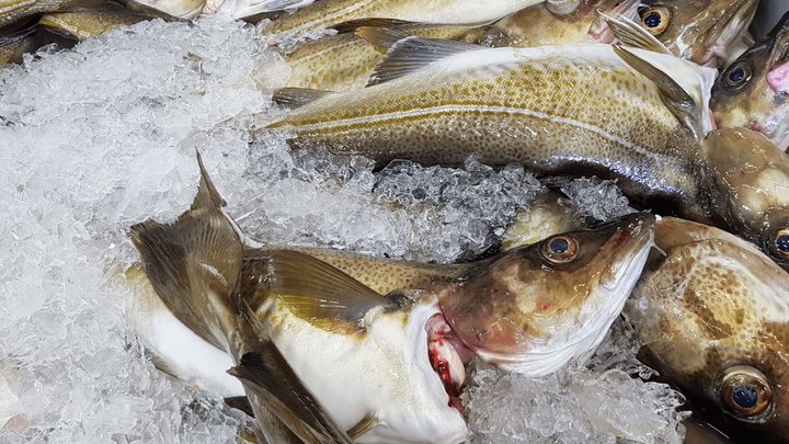 þorskur mynd:Ríkisendurskoðun