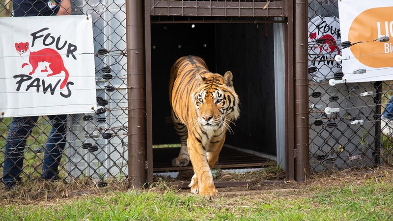 Eitt tígrisdýrið komið til Suður-Afríku. Og að stíga á gras í fyrsta skipti.