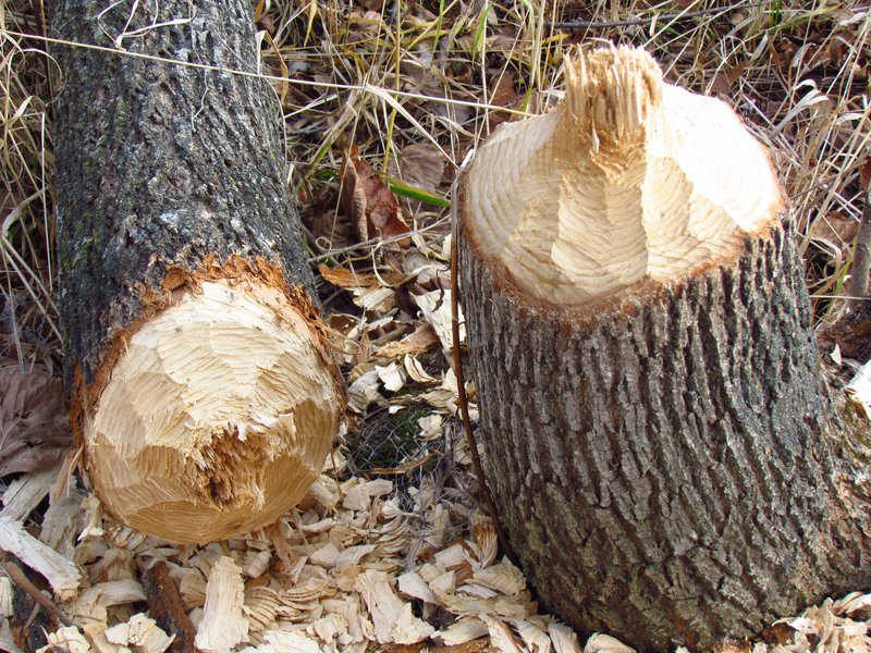 Tré sem fellt hefur verið af bjór. Þ.e. dýrinu bjór. Mynd: Wikipedia