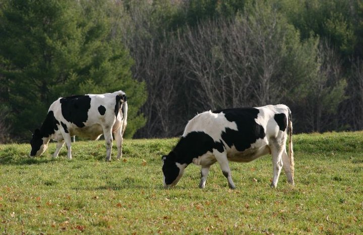Two_cattle_near_Wantastiquet_Mountain.jpg