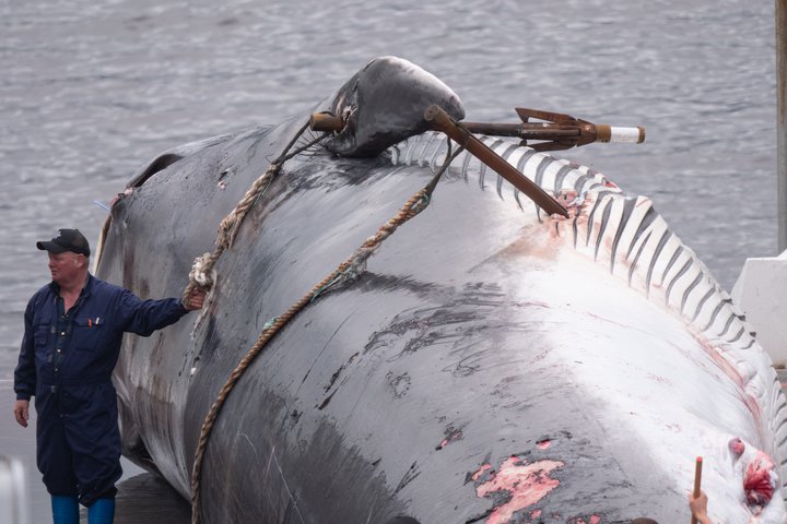 Langreyður dregin á land í Hvalfirði með sprengiskutulinn enn í sér.