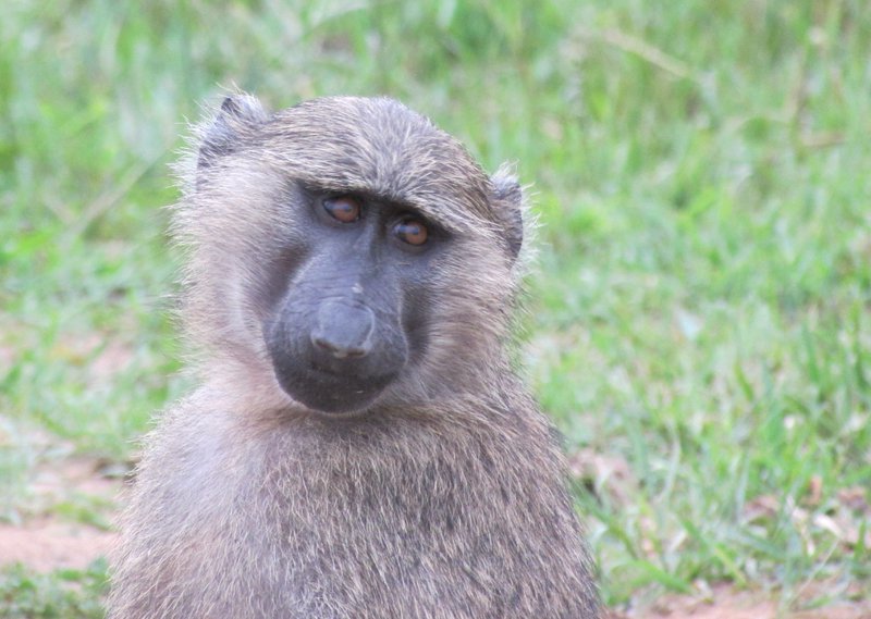 Apar og önnur dýr hættu sér nær hótelunum í fjarveru ferðamannanna. Mynd: Sunna Ósk Logadóttir