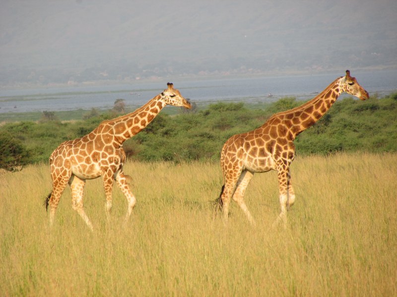 Gíraffar í einum af mörgum þjóðgjörðum Úganda. Mynd: Sunna Ósk Logadóttir