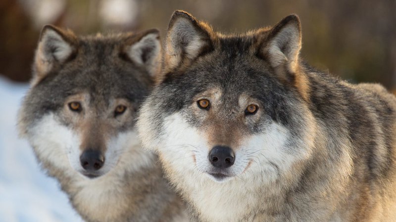 Úlfarnir í Skandinavíu eru skyldir. Þeim var útrýmt á síðustu öld en nokkur flækingsdýr frá Rússlandi komu þangað á sjöunda og áttunda áratugnum og eru forfeður allra úlfa dagsins í dag..