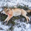 Úlfur sem drepinn var í Noregi um síðustu helgi.