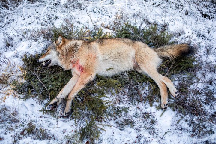 Úlfur sem drepinn var í Noregi um síðustu helgi.