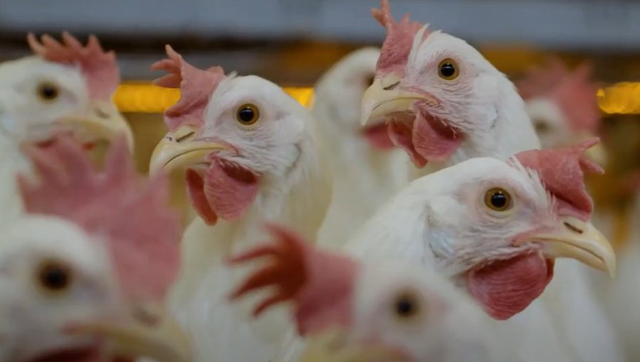 KBD-verkefnið Varphænur