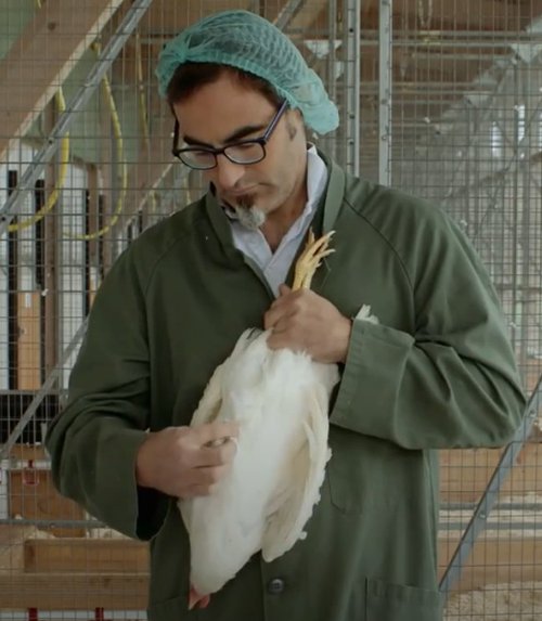 Dýralæknir þreifar á varphænu til að kanna hvort hún sé með skaða á bringubeini.