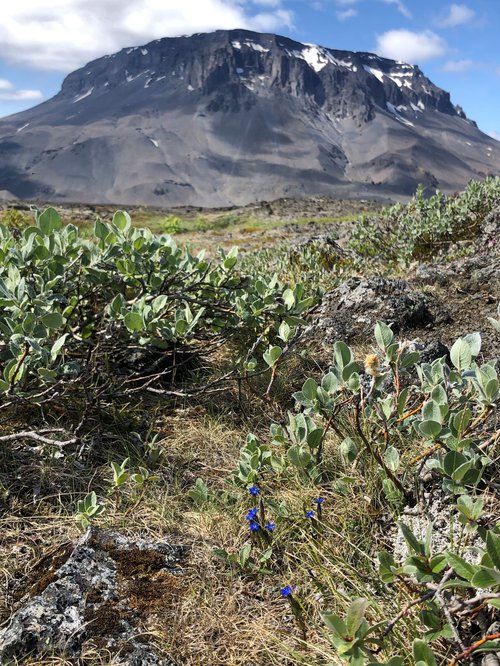 Frá norðursvæði Vatnajökulsþjóðgarðs. Mynd: Af vef þjóðgarðsins