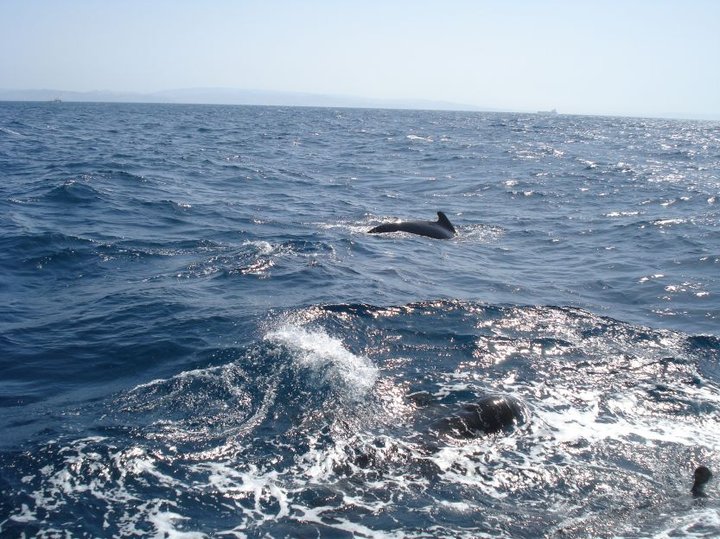 WhaleWatching_Finwale_2.jpg