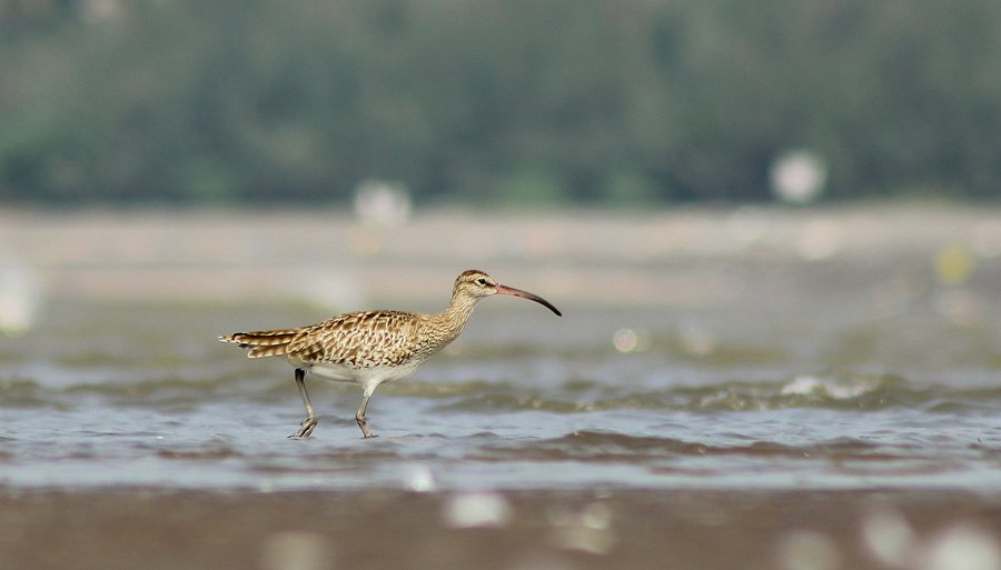 Wikipedia Spói í Afríku