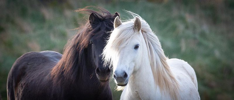Mynd: Árni Stefán Árnason