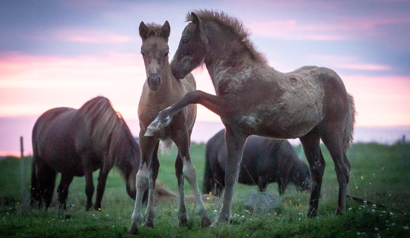 Mynd: Árni Stefán Árnason