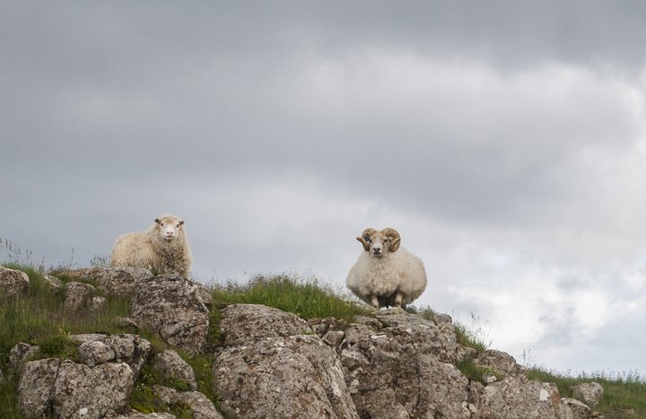 Búist er við að verð á kindakjöti muni lækka verulega á næstunni