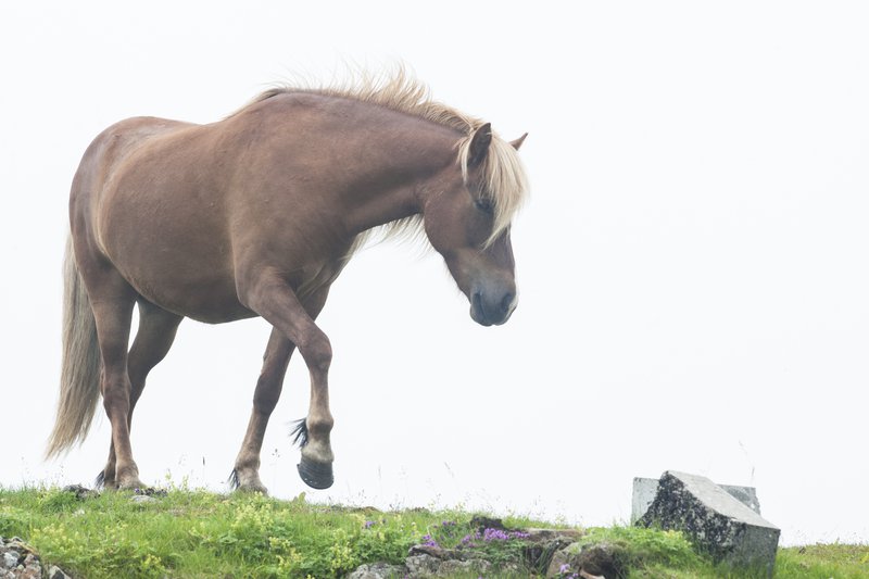 Ísteka vill að áfram megi taka 40 lítra af blóði úr hverri hryssu. Mynd: Anton Brink