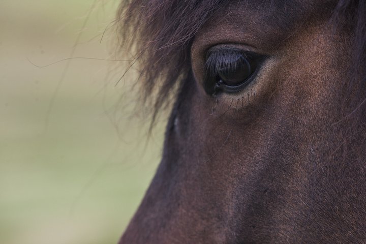 Um 5.400 merar hér á landi eru notaðar til blóðtöku til framleiðslu á frjósemislyfi til annarrar ræktunar á búfé til manneldis.