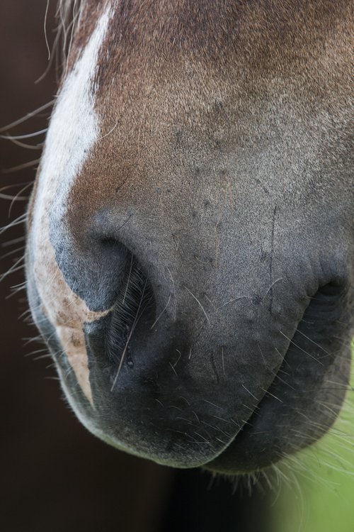 Um 25-40 lítrar af blóði eru teknir úr hverri hryssu á blóðtökutímabilinu. Mynd: Anton Brink