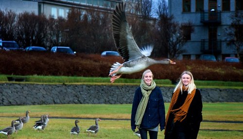 Höfundar spilsins Fuglafárs með...fuglum.
