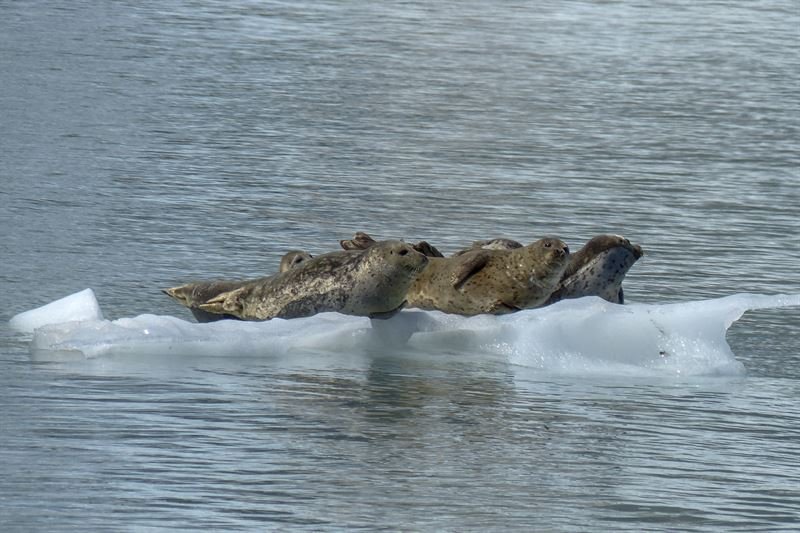 Hópur sela á ísjaka. Mynd: Pexels