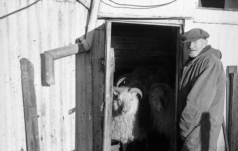 Markús frístundafjárbóndi við einn af sínum hrútum um 1960. Mynd: Árni Gunnlaugsson