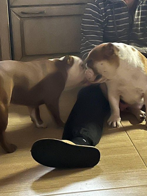 Ensku bolabítarnir Sardel'ka og Beauty, eða „Pylsa“ og „Fegurð“ eru öruggar ásamt eiginkonu Anatolii og tengdaforeldrum í sumarhúsi um 30 kílómetrum fyrir utan borgina.