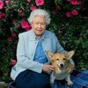 Í yfir átta áratugi átti Elísabet Englandsdrottning að minnsta kosti einn, oftast fleiri, corgi-hunda.