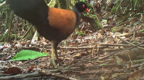 Þarna er hann blessaður, fuglinn sem hvarf í 140 ár.