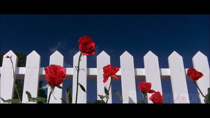 Ein einkennismynd Blue Velvet.