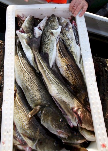 18 prósent af útfluttum sjávarafurðum fara til Bretlands. Það er því mikið hagsmunamál fyrir íslenskan sjávarútveg að Ísland tryggi áframhaldandi viðskiptasamband eftir Brexit.