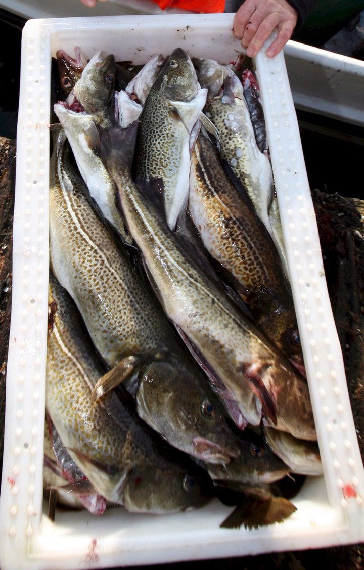 Þorskur, sjávarútvegur, h_01554930.jpg