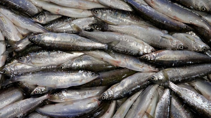 Sjómenn hafa á undanförnum árum ítrekað kvartað til Verðlagsstofu skiptaverðs yfir því hve lágt hráefnaverðið á uppsjávartegundum er á Íslandi.