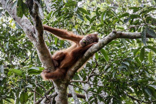 Talið er að ef haldið verður áfram að eyðileggja regnskóga Indónesíu á sama hraða gætu órangútanar orðið útdauðir í náttúrunni innan örfárra áratuga. Mynd:EPA