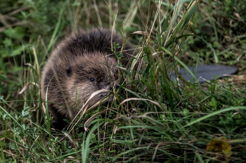 Bjórar gætu aftur sést í Hyde Park í framtíðinni. Mynd: EPA