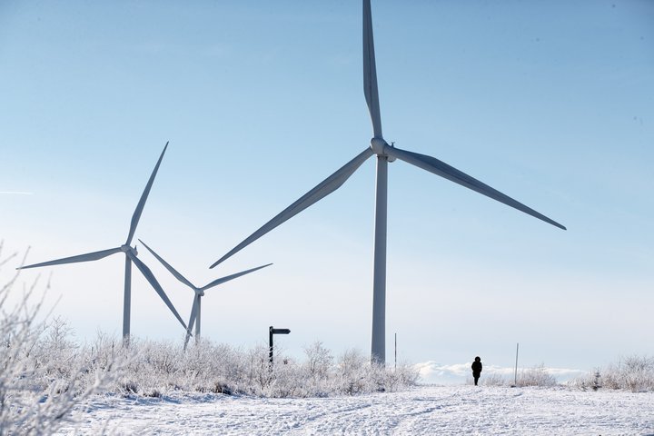 Vindmyllur hafa farið hækkandi með árunum. Á Melrakkasléttu yrðu þær um 200 metra háar í hæstu stöðu. Á myndinni má sjá mann ganga innan um vindmyllur í Belgíu.