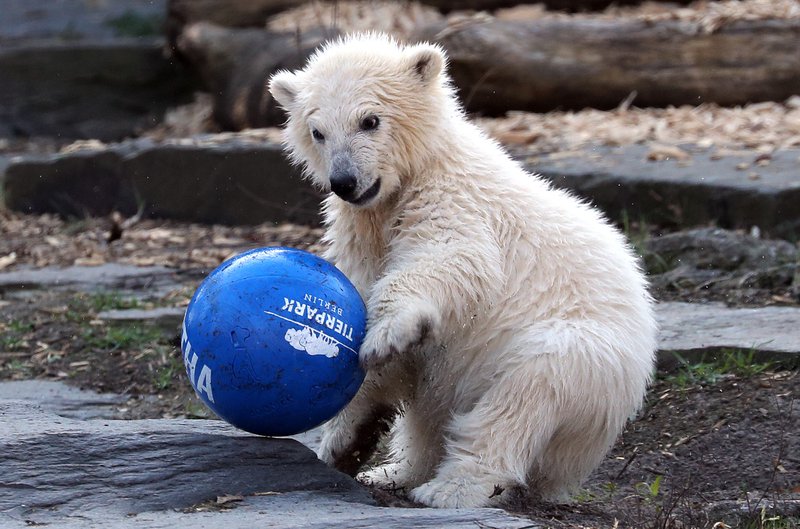 Hvítabirnir kunna best við sig úti á ísnum. Þessi hefur þurft að alast upp í dýragarði í Vínarborg. Mynd: EPA