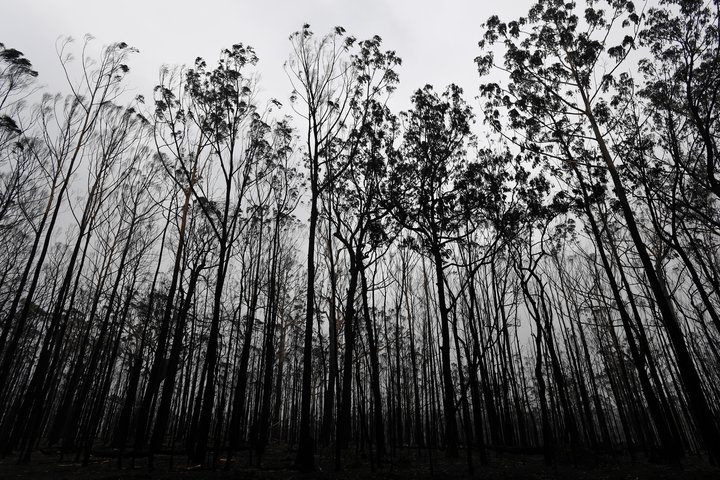 Skógareyðing, með eldum eða höggi, er meðal þess sem er að raska jafnvægi mannsins í náttúrunni.