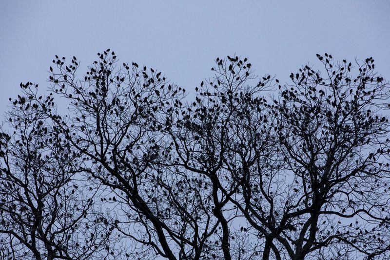 Í mörgum görðum eru nú smáfuglar að syngja enda örlítil merki um vorkomuna í lofti.