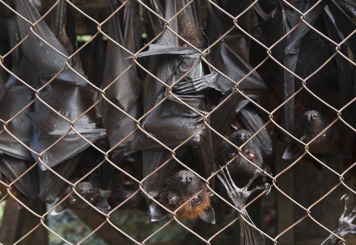 Veiran sem olli SARS átti líkt og sú sem veldur COVID-19 upptök sín í leðurblökum.