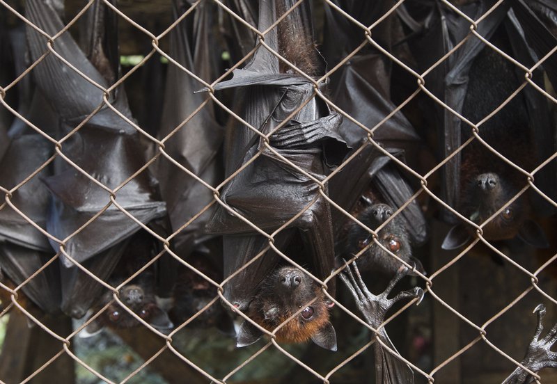 Nýja kórónuveiran á uppruna sinn í leðurblökum. Hún barst svo í menn, mögulega með millihýsli. Mynd: EPA