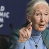 Jane Goodall fór á þrítugsaldri inn í skóga Tansaníu og dvaldi þar lengi í hópi simpansa. Rannsóknir hennar gjörbreyttu þekkingu manna á öðrum dýrategundum.