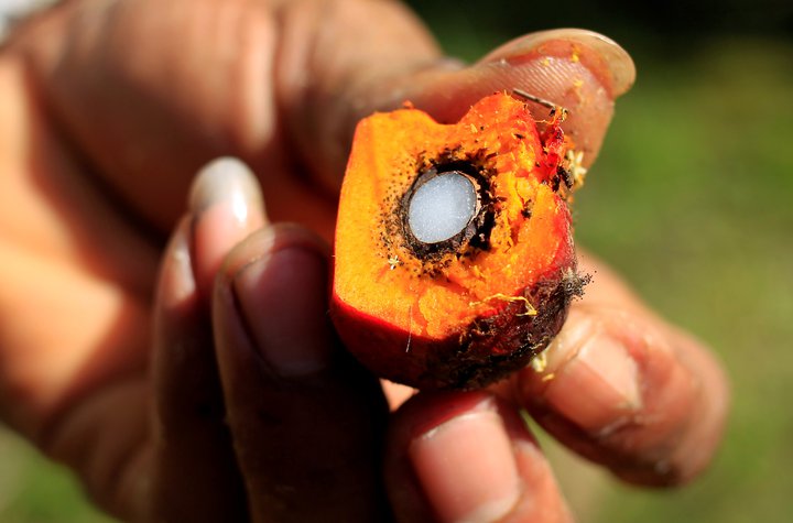 Ávöxtur olíupálma. Úr kjarnanum er unnin ljós, gegnsæ pálmaolía en einnig er hægt að vinna svokallaða rauða pálmaolíu úr ávextinum sjálfum.