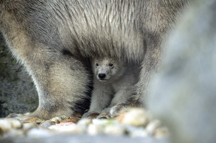 Verða ísbirnir í dýragörðum fleiri en villtir í nánustu framtíð?