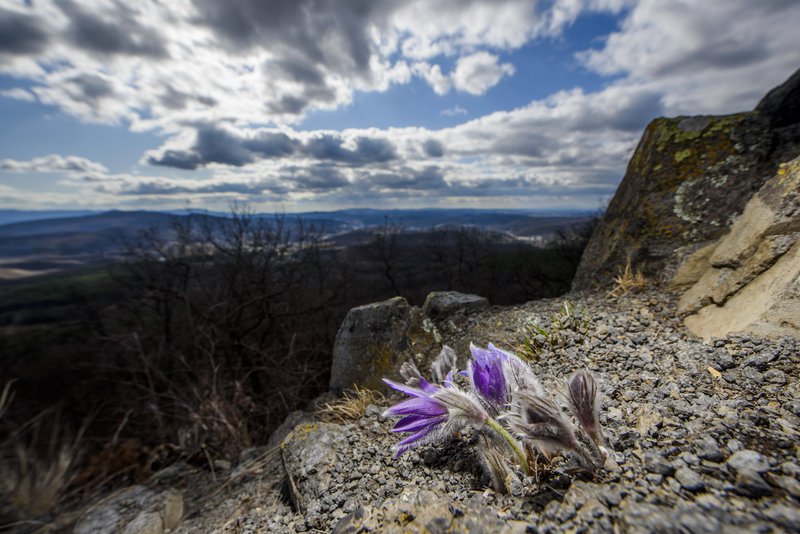 Rannsóknir sýna að það er gott fyrir geðheilsuna að ganga úti í náttúrunni. Mynd: EPA