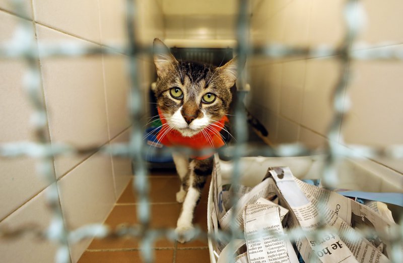 Víða erlendis hafa umbreytingar í COVID-faraldrinum orðið til þess að fólk yfirgefur ketti sína og hunda. Því er öfugt farið á Íslandi þar sem fleiri vilja taka að sér ketti en áður. Mynd: EPA