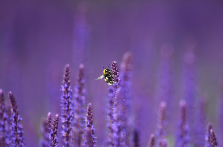 Býfluga safnar safa úr blómum í Hyde Park.