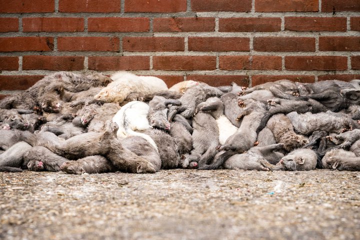 Um 17 milljón minkar eru á dönskum minkabúum.