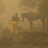 Dýraeftirlitsmaður í Berry Creek í Kaliforníu sinnir hesti sem var skilinn eftir er eigendurnir lögðu á flótta undan eldunum.