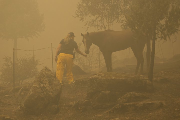 Dýraeftirlitsmaður í Berry Creek í Kaliforníu sinnir hesti sem var skilinn eftir er eigendurnir lögðu á flótta undan eldunum.
