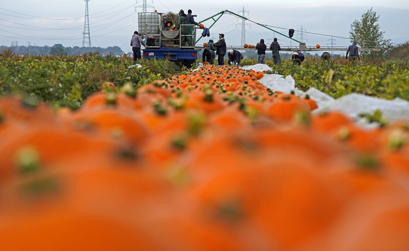 Graskersuppskera í Þýskalandi. Akrarnir eru víðfeðmir. Mynd: EPA